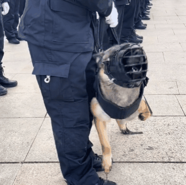 天生残疾曾被建议安乐死网红警犬巴顿如何凭实力入编的