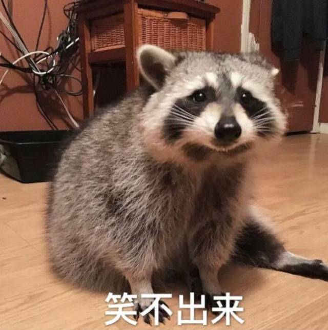 爱偷东西洗了吃的小浣熊,把主人刚买的手机扔水洗了,还使劲搓!