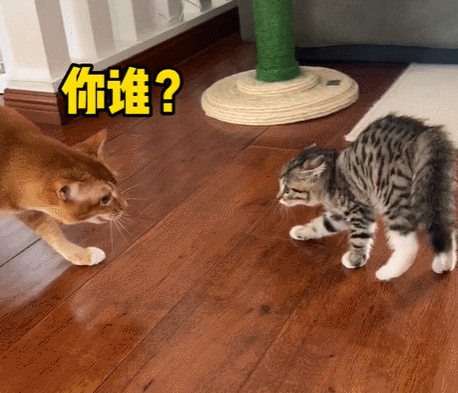 网红猫敦敦突然去世我的表情包终究还是离开了我