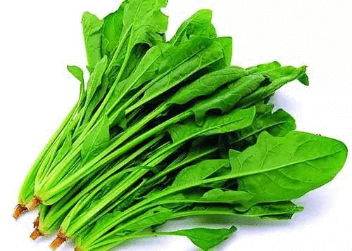平时多吃菠菜,能补血,增强抵抗力,促进人体新陈代谢,延缓衰老.