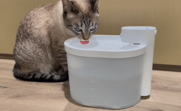 猫猫为什么总要可爱地靠近你?(故意的!