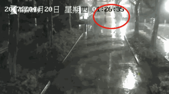 上海徐家汇公园黑天鹅被人偷回家炖萝卜吃 - 2