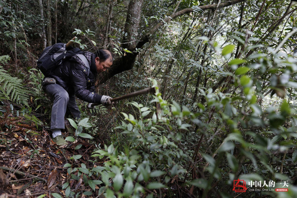 【中国人一天】民间草医深山采药治病