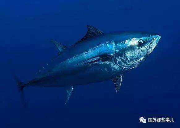 厉害了！14岁少年钓上760斤蓝鳍金枪鱼(视频)