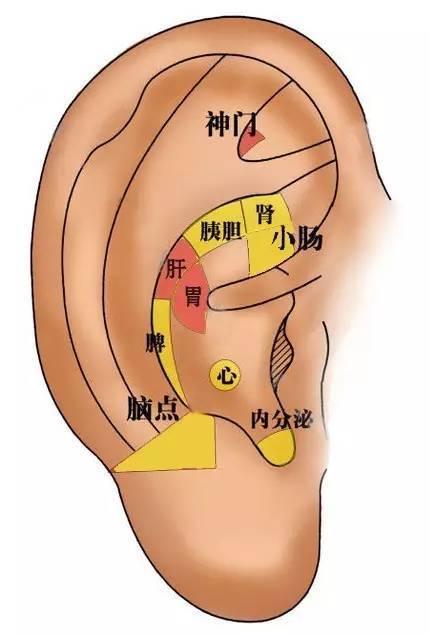 耳朵,压豆,穴位,肠胃