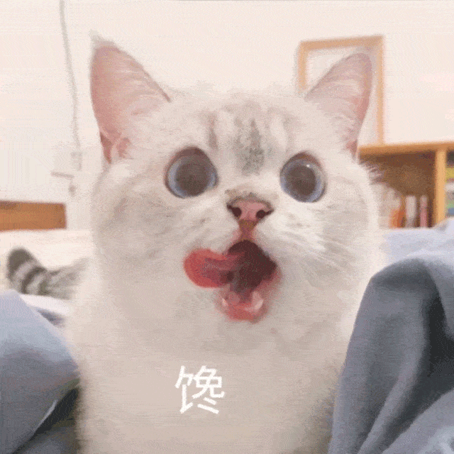 明明剛吃完，貓咪為何還會“喵喵叫”？原因在這！