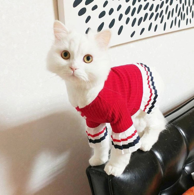 想象中的猫咪与现实中的猫咪!想要只乖巧萌萌哒猫咪?不可能!