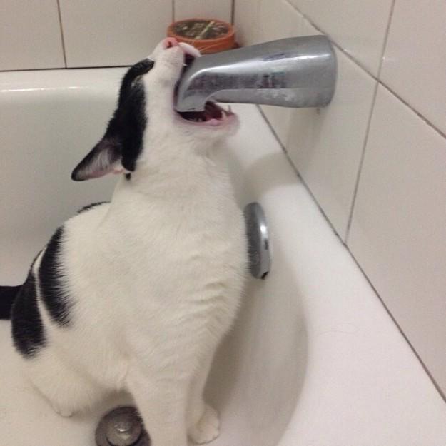 猫咪,玩具,喵星人,萌宠,动物