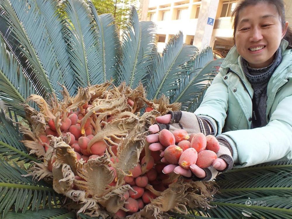  铁树结出  凤凰蛋  市民采摘不知有毒_腾讯新闻
