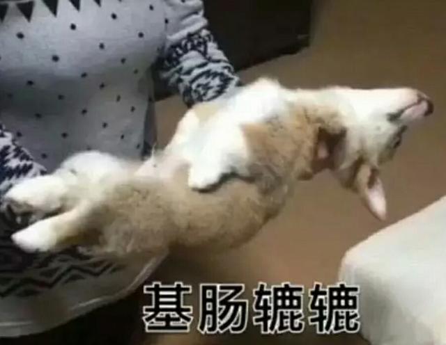 柯基!一个记住在表情的人间表情包图片嘴嘟嘟,因为它,我又行走图片