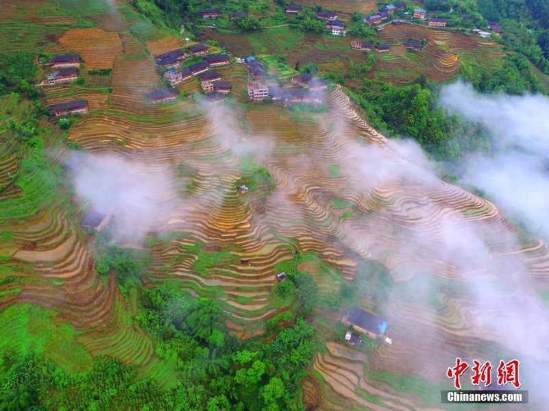广西龙胜梯田雨后似“画廊”