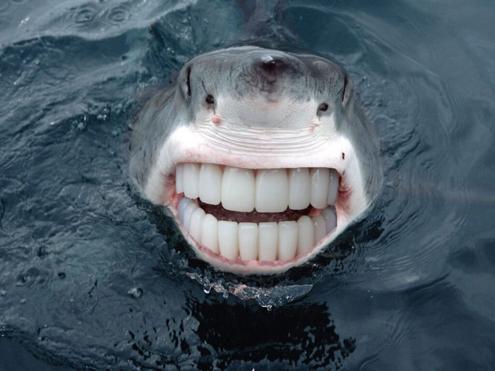 11,鲨鱼大哥的牙齿换了人类的之后,顿时觉得没那么恐怖了!
