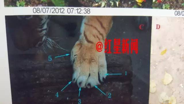 仍活在假虎余威里的周正龙：我让记者把你搞掉