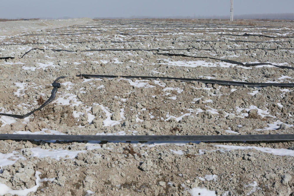 蔬菜之乡寿光大片农田被严重污染