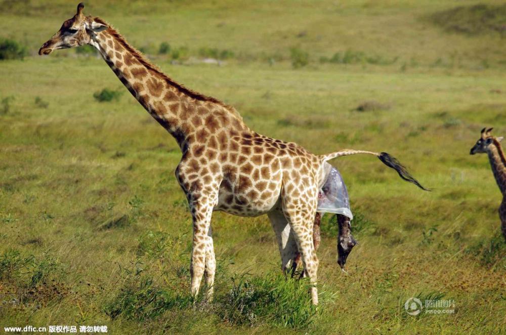 南非野生长颈鹿生宝宝 幼儿头着地_腾讯网触屏版