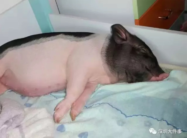 女孩买的小香猪长到300斤，在一起8年，被迫搬了5次家