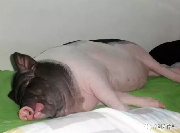 女孩买的小香猪长到300斤，在一起8年，被迫搬了5次家