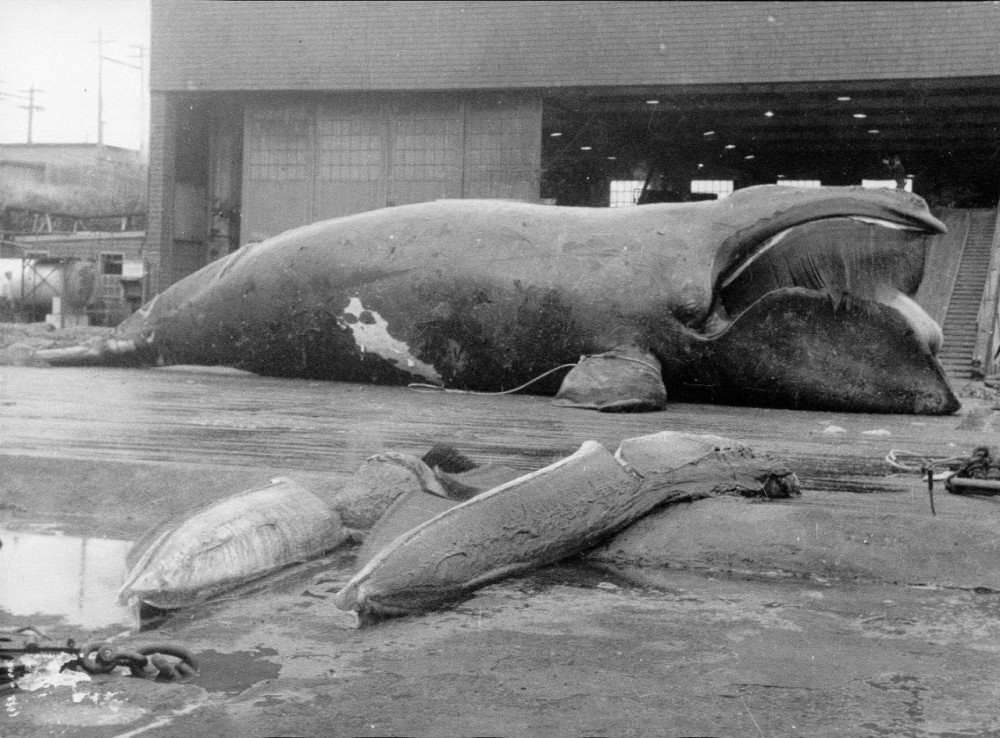 1951年加拿大高豪港捕鲸站捕获的北太平洋露脊鲸