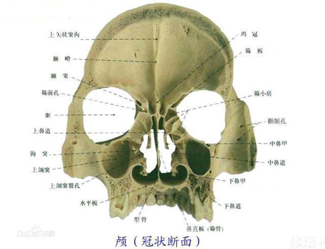 郑智受伤细节:碎骨影响眼部 转动有压迫神经疼