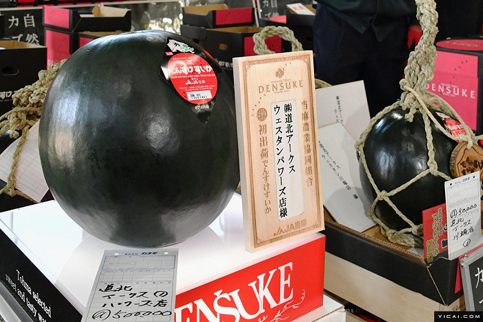 一只西瓜3.1万元 盘点日本那些天价食物
