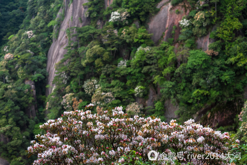 6月三清山上看杜鹃，这里的杜鹃已经开了1000多年