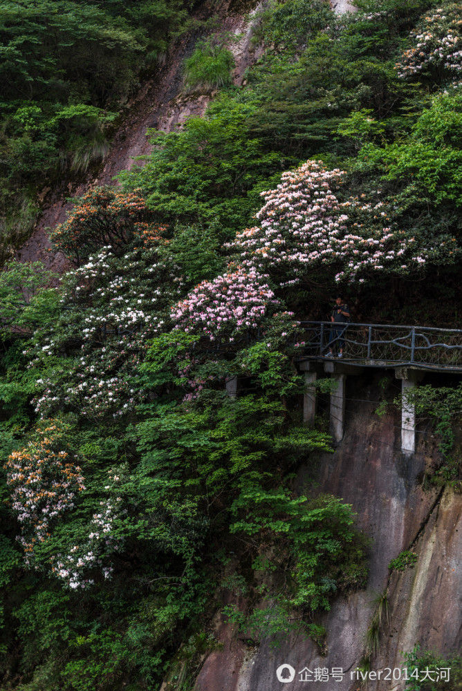 6月三清山上看杜鹃，这里的杜鹃已经开了1000多年