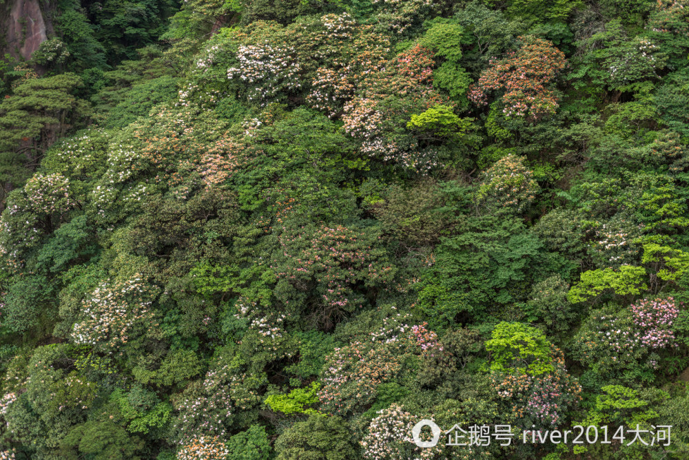 6月三清山上看杜鹃，这里的杜鹃已经开了1000多年