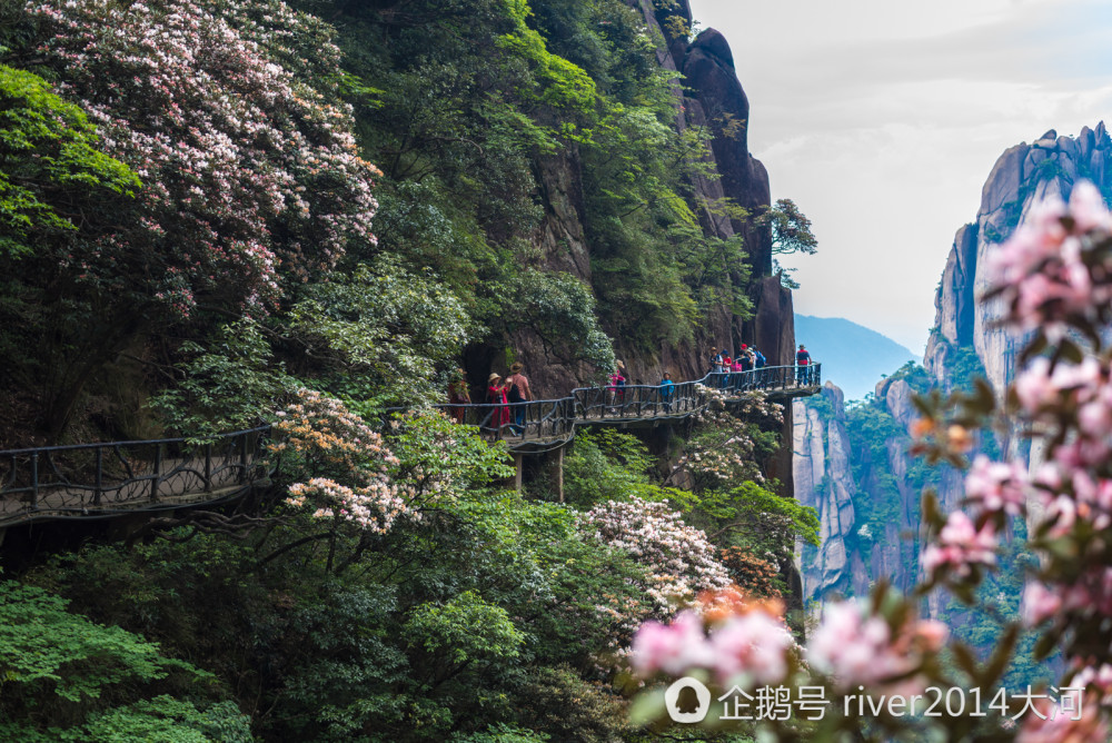 6月三清山上看杜鹃，这里的杜鹃已经开了1000多年