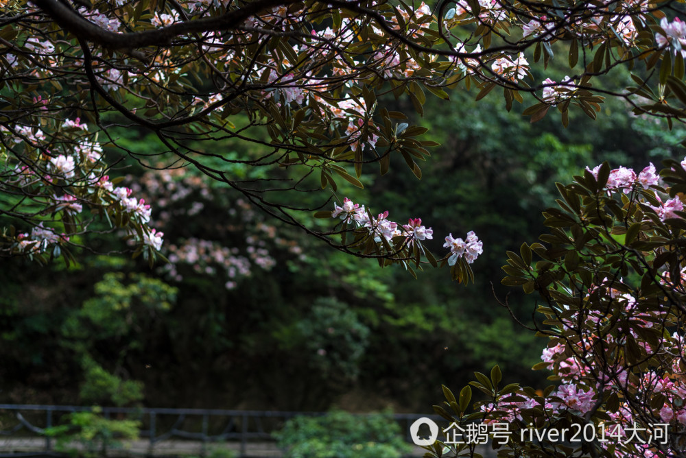 6月三清山上看杜鹃，这里的杜鹃已经开了1000多年