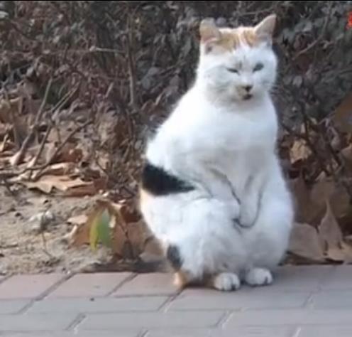 搓手猫咪意外走红 知道真实原因后让人心酸搓手猫