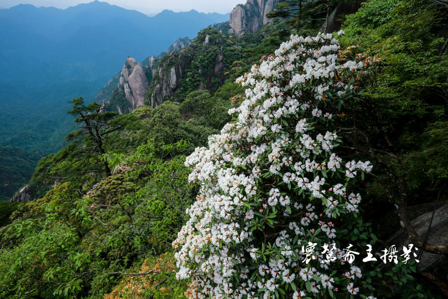 美丽三清山：云端听花开，山巅看花海，邀杜鹃共舞