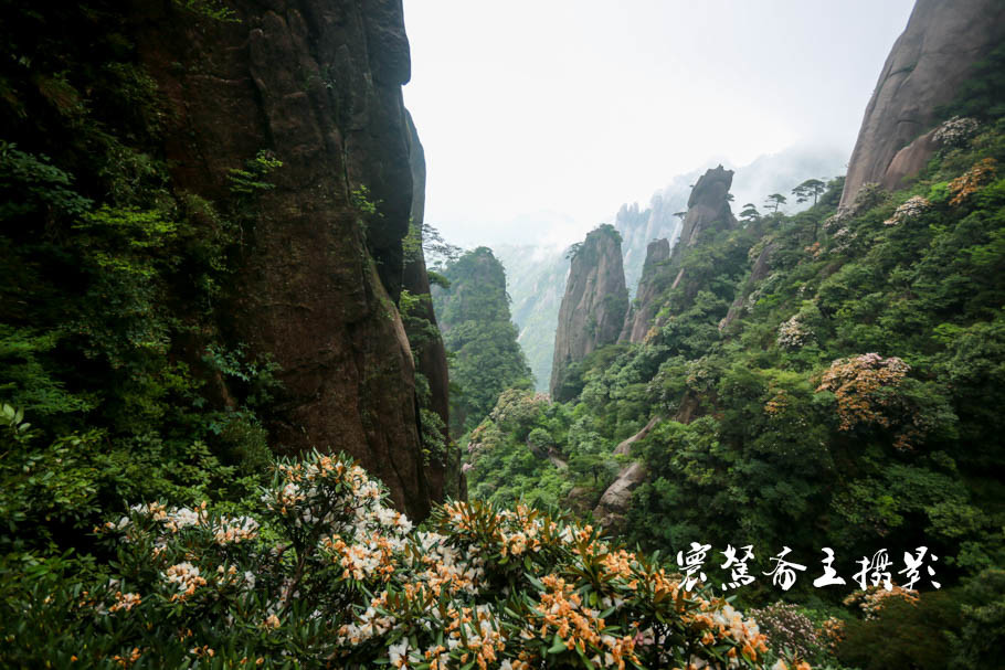 美丽三清山：云端听花开，山巅看花海，邀杜鹃共舞