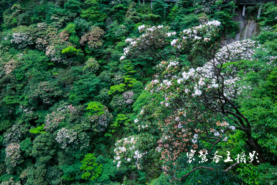 美丽三清山：云端听花开，山巅看花海，邀杜鹃共舞