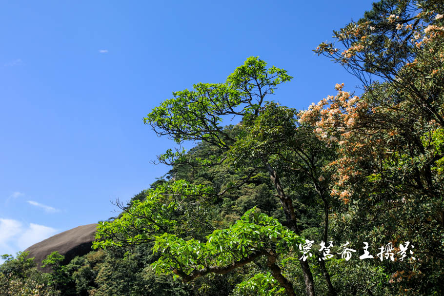 美丽三清山：云端听花开，山巅看花海，邀杜鹃共舞