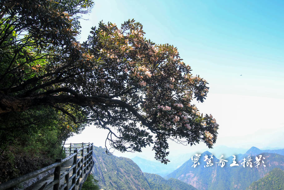 美丽三清山：云端听花开，山巅看花海，邀杜鹃共舞