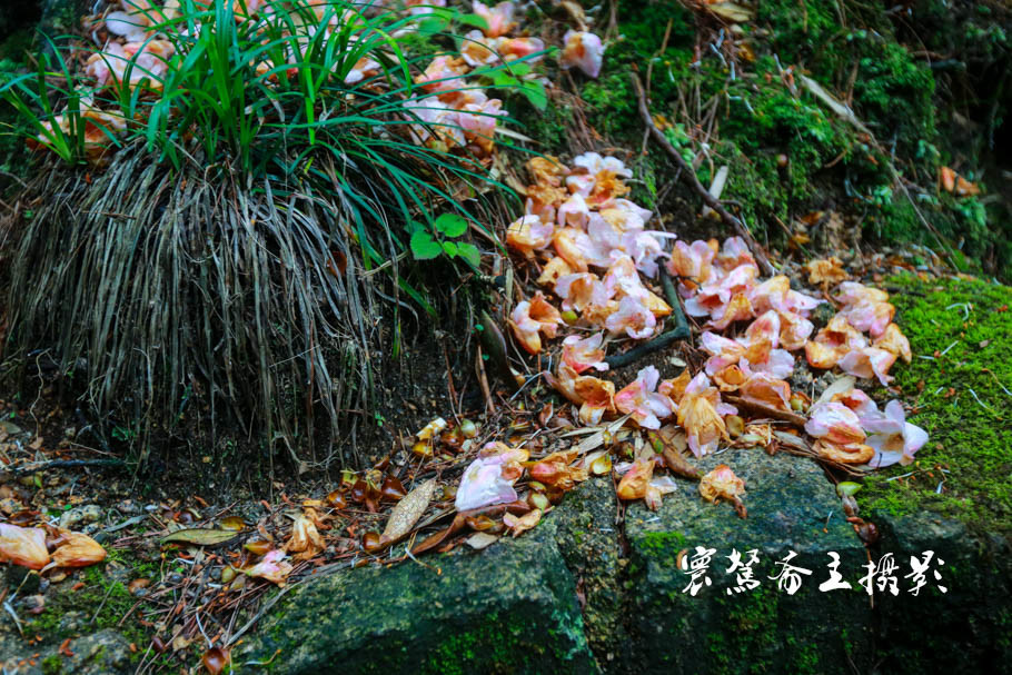 美丽三清山：云端听花开，山巅看花海，邀杜鹃共舞