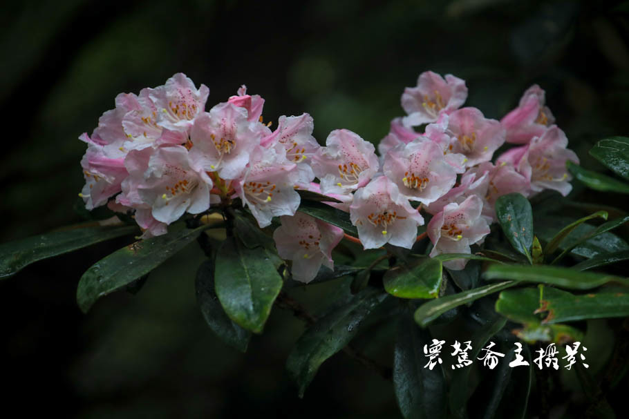 美丽三清山：云端听花开，山巅看花海，邀杜鹃共舞