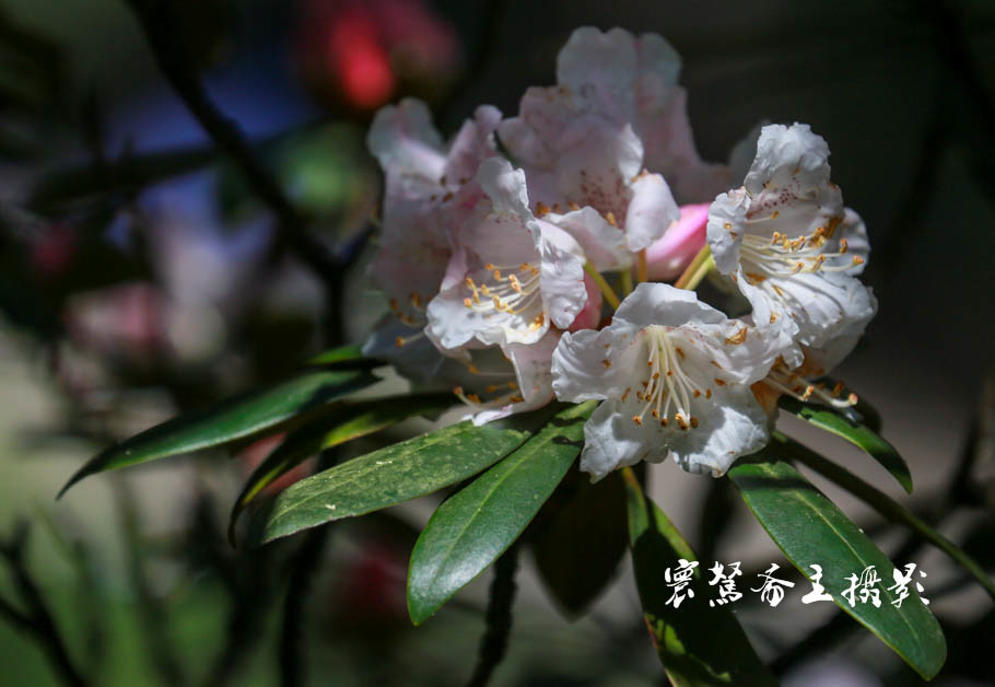 美丽三清山：云端听花开，山巅看花海，邀杜鹃共舞