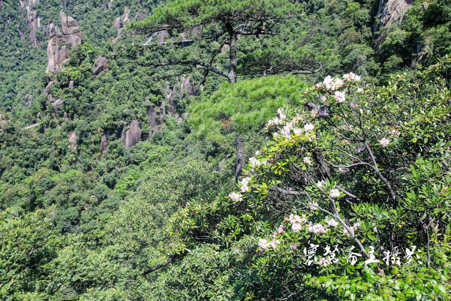 美丽三清山：云端听花开，山巅看花海，邀杜鹃共舞