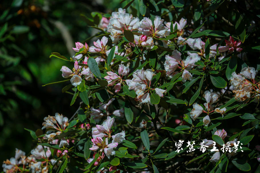 美丽三清山：云端听花开，山巅看花海，邀杜鹃共舞