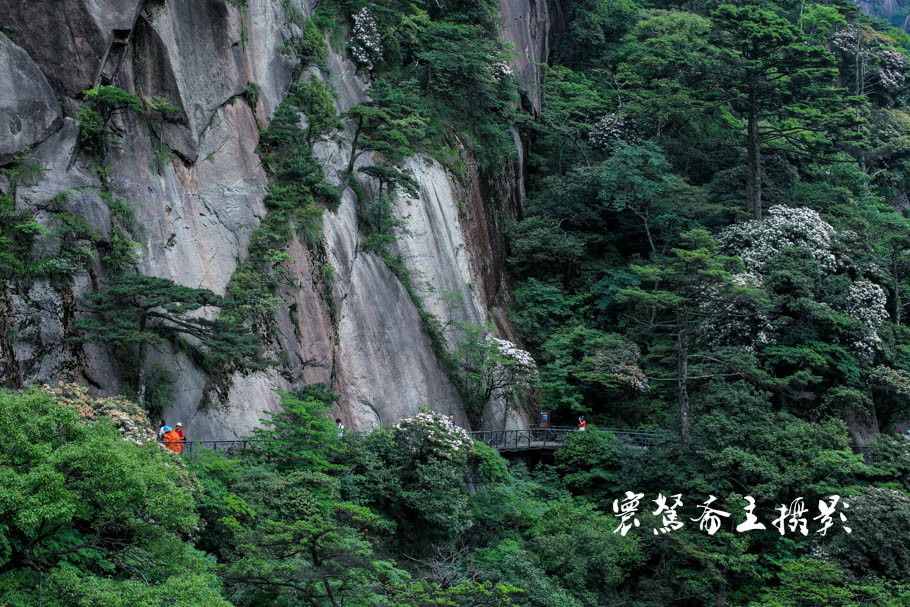 美丽三清山：云端听花开，山巅看花海，邀杜鹃共舞