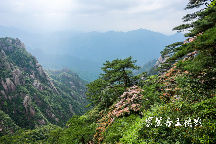 美丽三清山：云端听花开，山巅看花海，邀杜鹃共舞