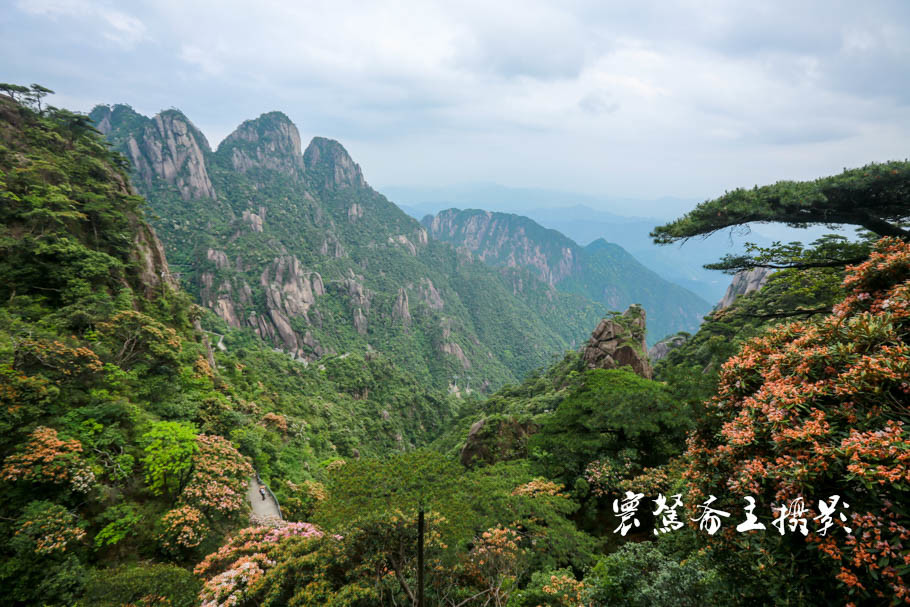 美丽三清山：云端听花开，山巅看花海，邀杜鹃共舞