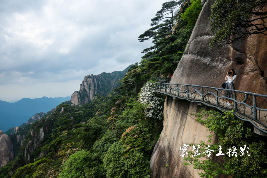 美丽三清山：云端听花开，山巅看花海，邀杜鹃共舞