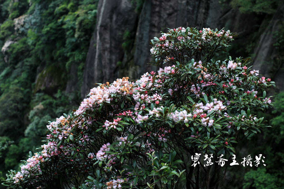 美丽三清山：云端听花开，山巅看花海，邀杜鹃共舞