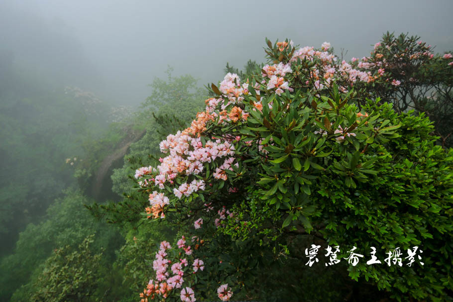 美丽三清山：云端听花开，山巅看花海，邀杜鹃共舞