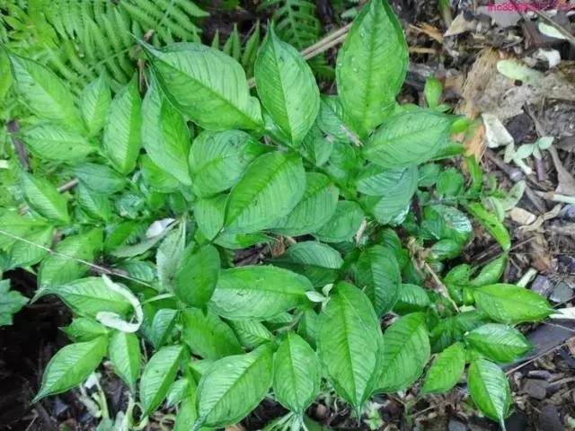 魔芋叶片发黄干着急？来看看都是什么原因造成的