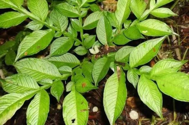 魔芋叶片发黄干着急？来看看都是什么原因造成的