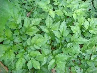 魔芋叶片发黄干着急？来看看都是什么原因造成的