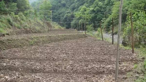 魔芋叶片发黄干着急？来看看都是什么原因造成的